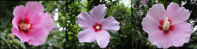 Korea flowers, Korean flower, rose of sharon