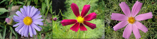 Flowers in Korea